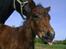 Dartmoor Cleo<3