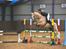 Fuldblod (XX) Palomino Mr Din X XX