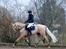 Fuldblod (XX) Palomino Mr Din X XX