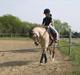 Welsh Pony (sec B) Amigo Margerit