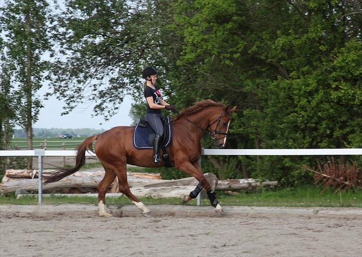 Tysk Varmblod Rissa Veil - 20-05-2011 Træning med Rissa hjemme på banen :-) billede 19