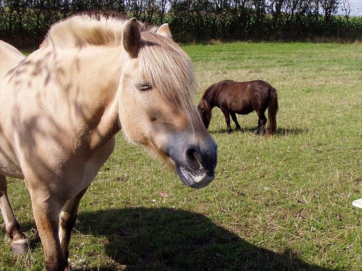 Fjordhest Flicka - Flicka elsker æbler, og er helt hvid om munden af æbleskum billede 4