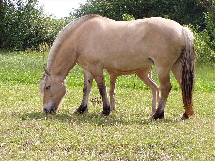 Fjordhest Flicka billede 5