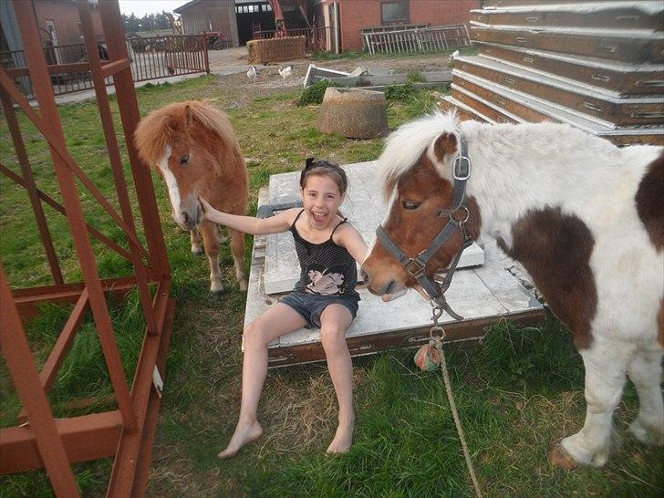 Shetlænder Tulle. - Mogli, min lille søs Helle og Tulle :) billede 11