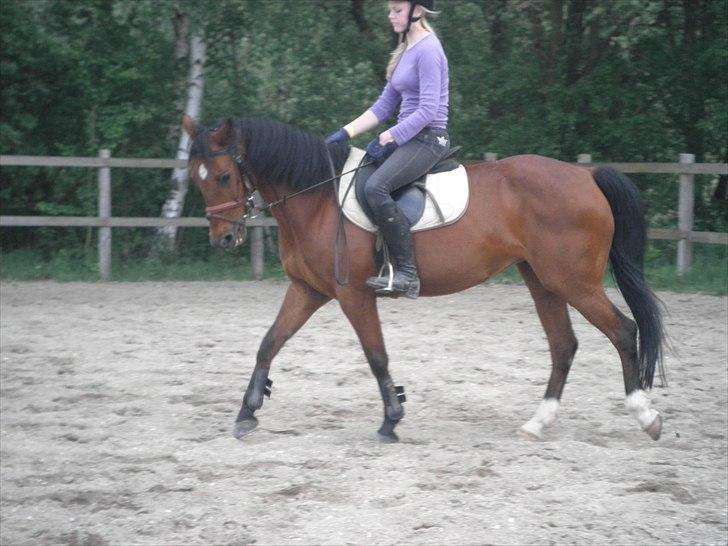 Anden særlig race brajetta *rider* SOLGT billede 1