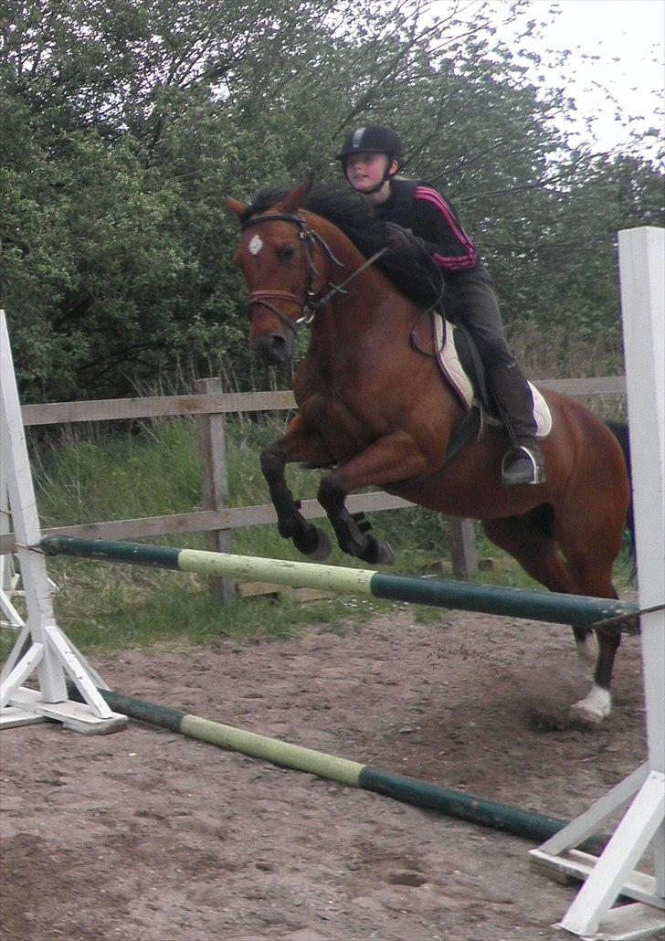 Anden særlig race brajetta *rider* SOLGT billede 2