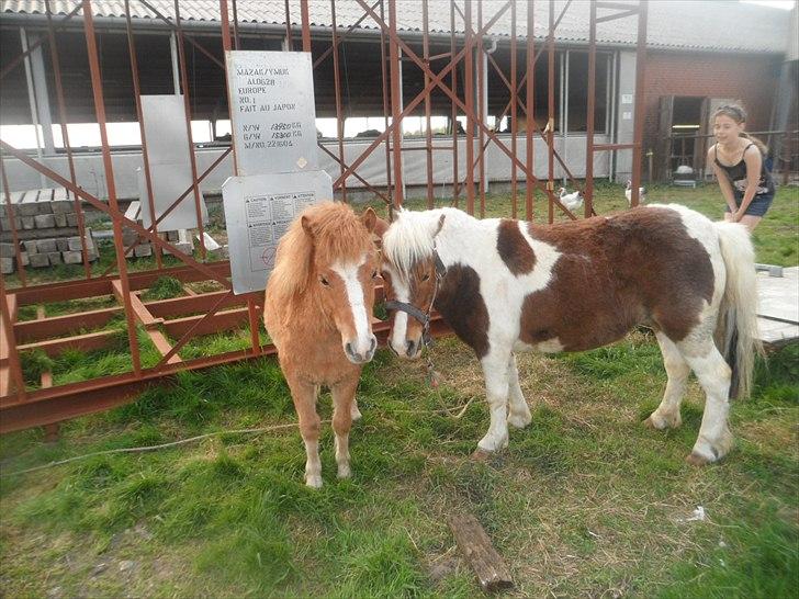 Shetlænder Tulle. - kan man se at vi er i familie?? :) nuuurh virkelig et nuser billede!<3 billede 12