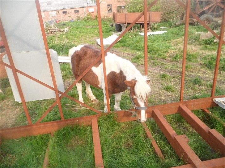 Shetlænder Tulle. - græs er min livret!! billede 13