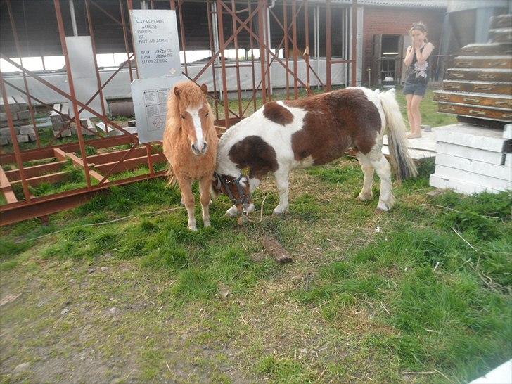 Shetlænder Tulle. - det klør! :) billede 14