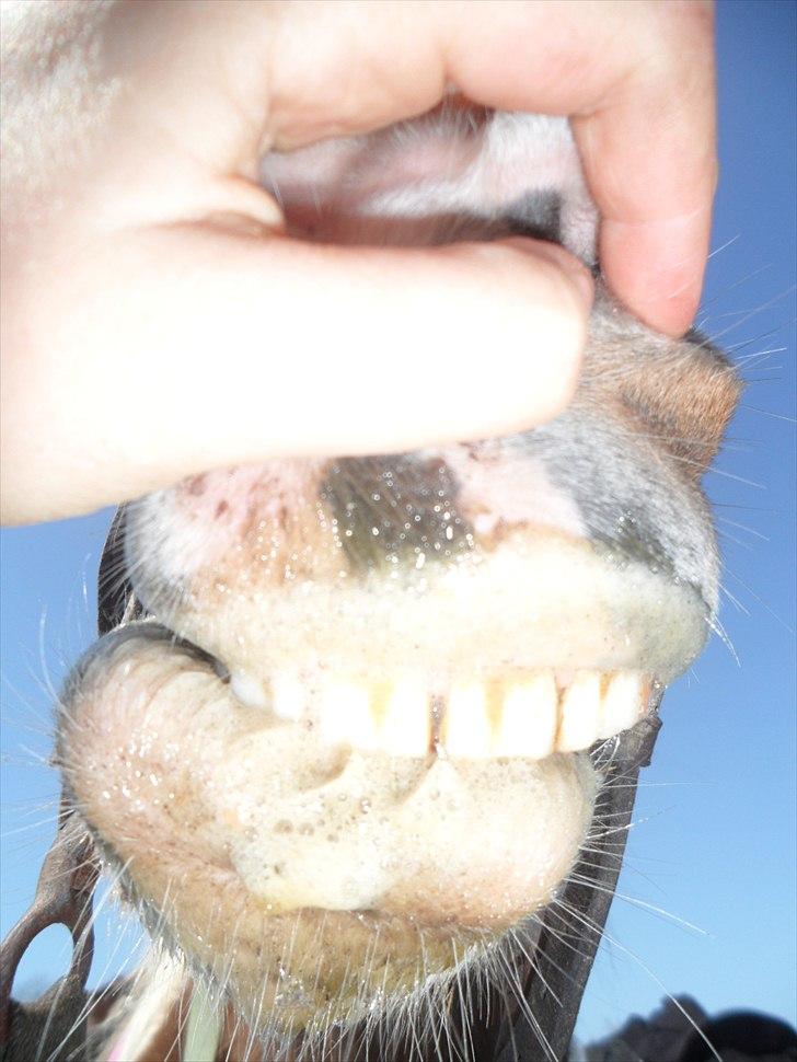 Shetlænder Tulle. - sidder der noget mellem mine fine tænder?? :) billede 15