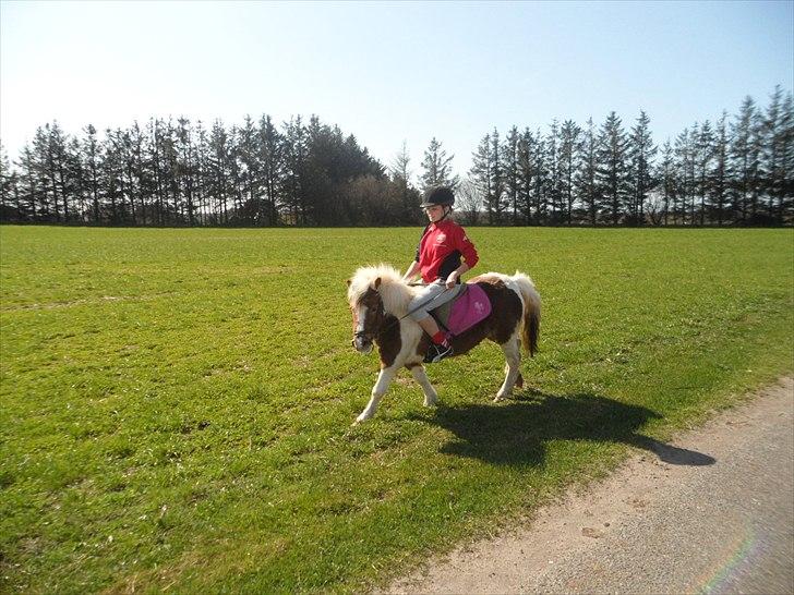 Shetlænder Tulle. - på vej ud til min veninde :-D billede 16