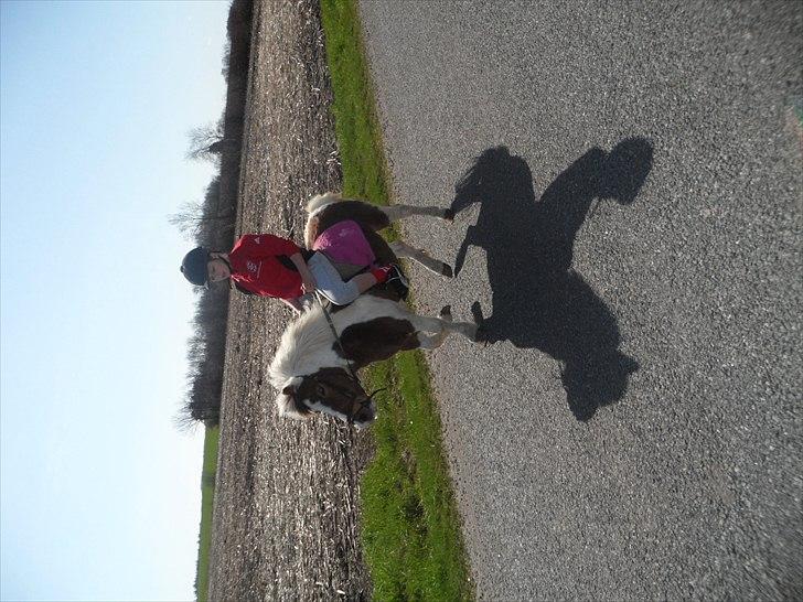 Shetlænder Tulle. - Det var virkelig en god tog se eventuelt min billed mappe omkring det!,.,. billede 17