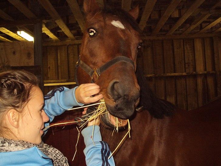 Anden særlig race brajetta *rider* SOLGT billede 8