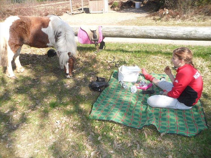 Shetlænder Tulle. - skovtur :) billede 18