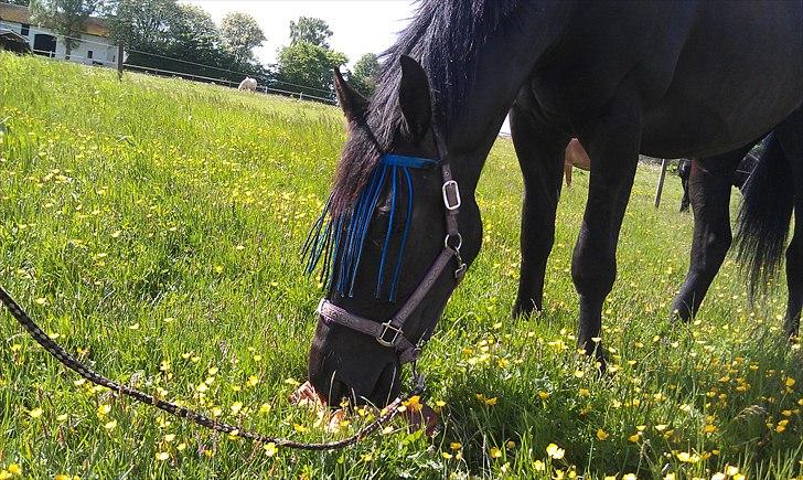Oldenborg Bell af Vodagergård - Bell der spiser sin kage *23/5-2011* billede 16
