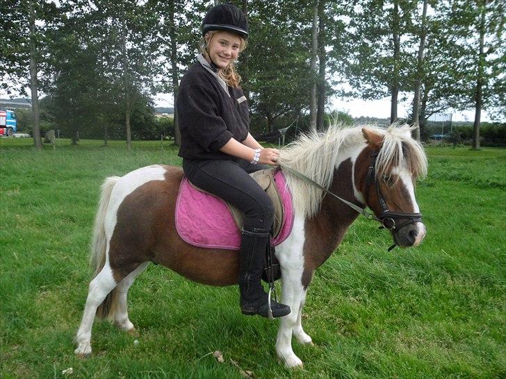 Shetlænder Tulle. - mig og dig 4-ever!! billede 19