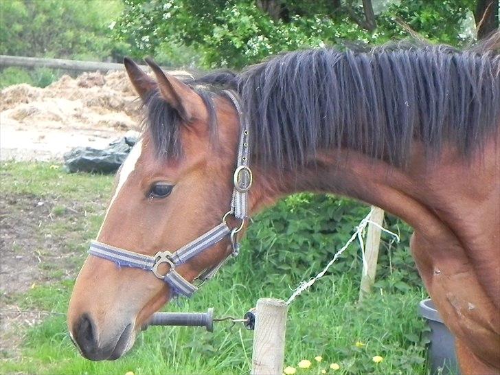 Anden særlig race Stabygårds Meegosh billede 7