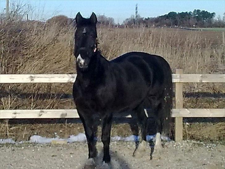 Anden særlig race Leika - Vinterbilled hvor Leika er rigtig flot sort! c: billede 14