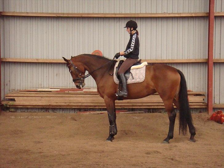 Dansk Varmblod Lacotte billede 7