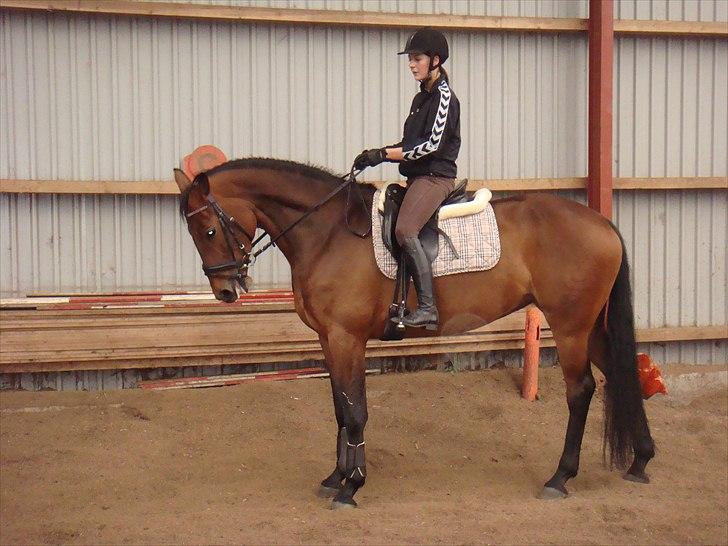 Dansk Varmblod Lacotte billede 8