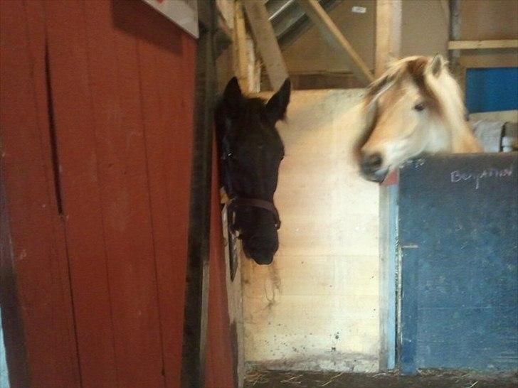 Oldenborg Viktor billede 4