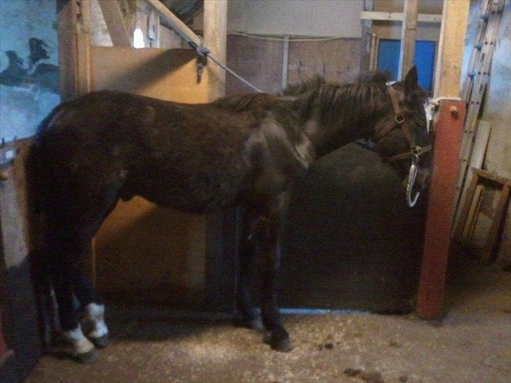 Oldenborg Viktor billede 7