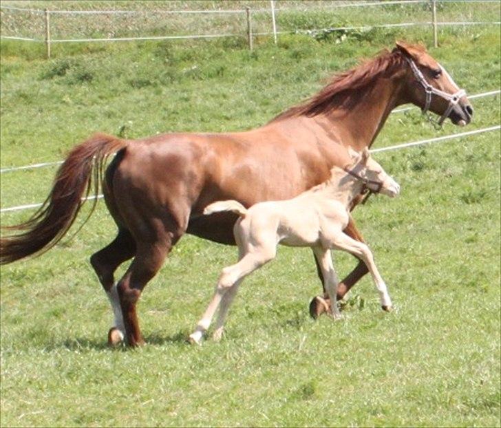 Anden særlig race Lando Blue SOLGT - Dagen efter fødslen billede 8