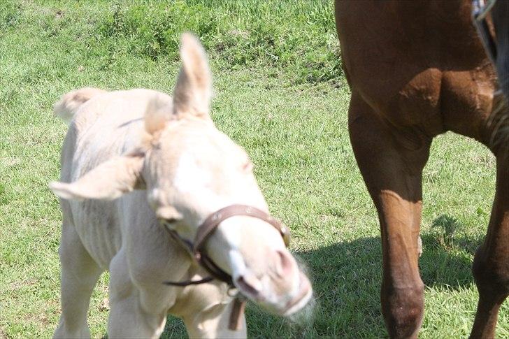 Anden særlig race Lando Blue SOLGT - nysgerrig og så ville det være dejligt, hvis man lige kunne nå remmen på kameraet : ) billede 9