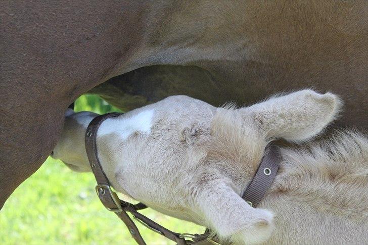 Anden særlig race Lando Blue SOLGT - Og en lille tår  billede 10