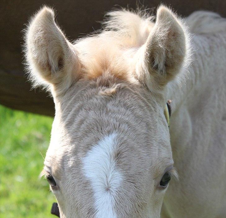 Anden særlig race Lando Blue SOLGT - Er jeg ikke sød ? : O billede 11