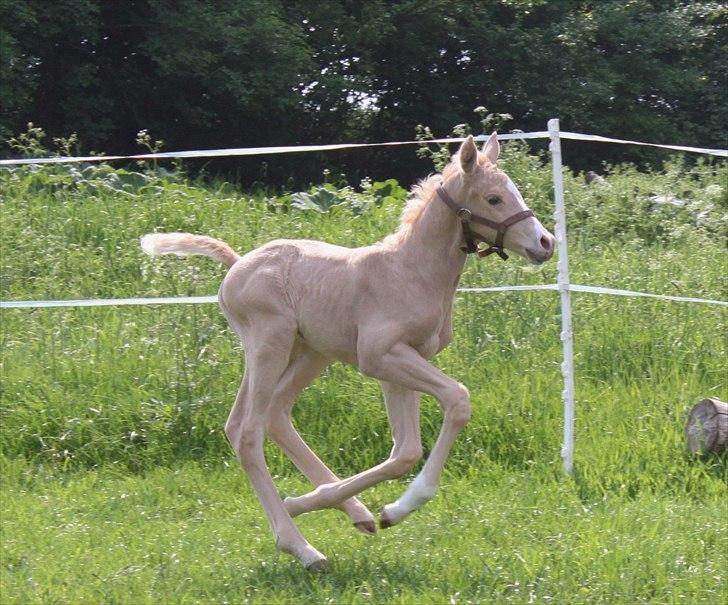 Anden særlig race Lando Blue SOLGT - fuld gallop  billede 12