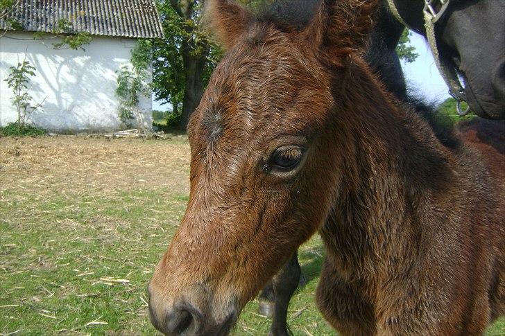Dartmoor Cleo<3 billede 3