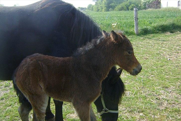 Dartmoor Cleo<3 billede 6