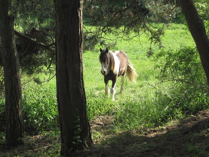 Irish Cob • Fighter • SOLGT!!  billede 3