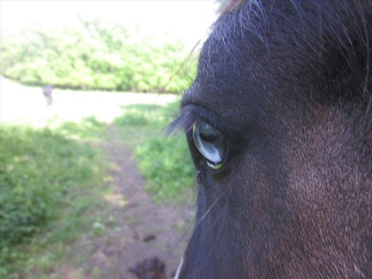 Irish Cob • Fighter • SOLGT!!  - Hans smukke blå øje :) billede 5