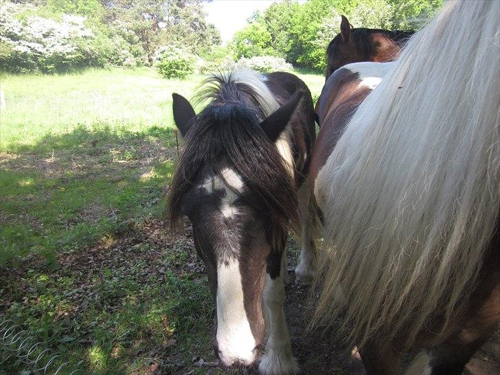 Irish Cob • Fighter • SOLGT!!  billede 7
