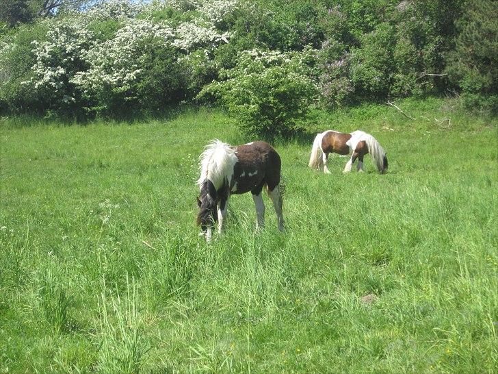 Irish Cob • Fighter • SOLGT!!  billede 8