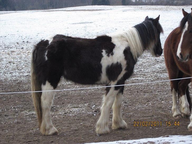 Irish Cob • Fighter • SOLGT!!  - Fra i vinters billede 9