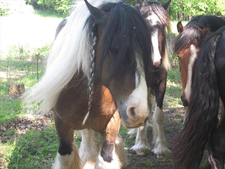 Irish Cob • Hero • billede 7