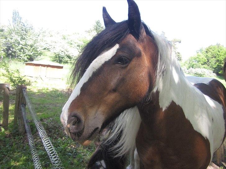 Irish Cob • Hero • billede 8