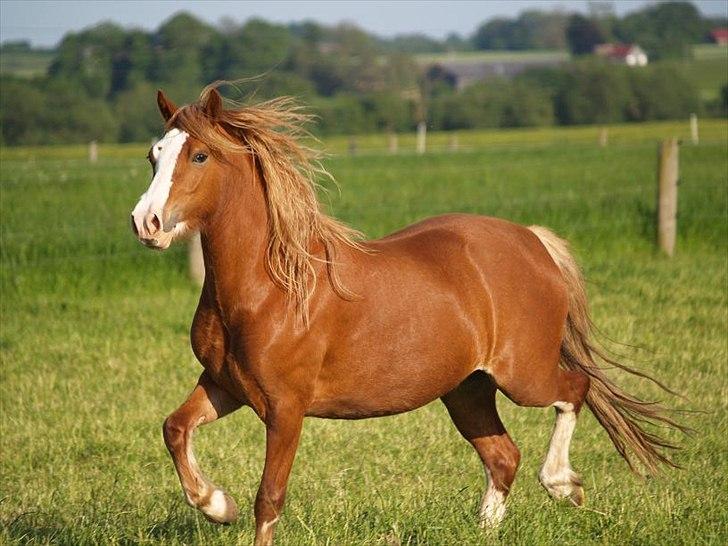 Welsh Pony af Cob-type (sec C) Rosengårdens Nadina billede 1