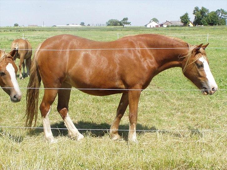 Welsh Pony af Cob-type (sec C) Rosengårdens Nadina billede 3
