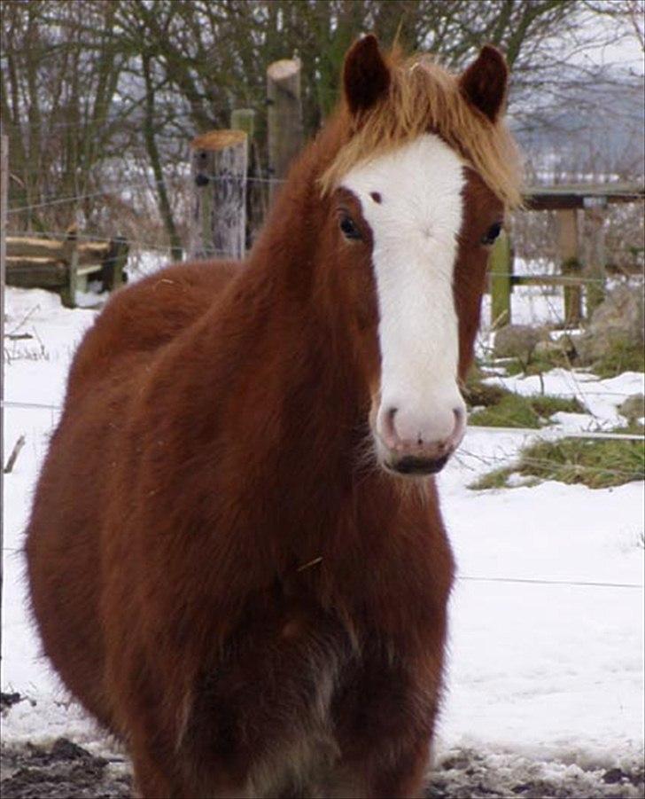 Welsh Pony af Cob-type (sec C) Rosengårdens Nadina billede 5