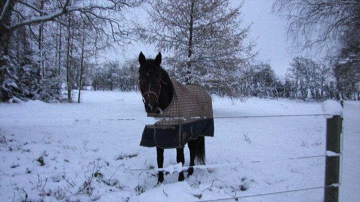 Dansk Varmblod Rudmosens Dejavu - I snevejr billede 15