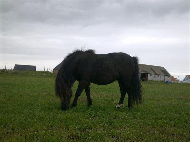 Shetlænder tudborggaards Dixie - Dixie på marken!<33 billede 7