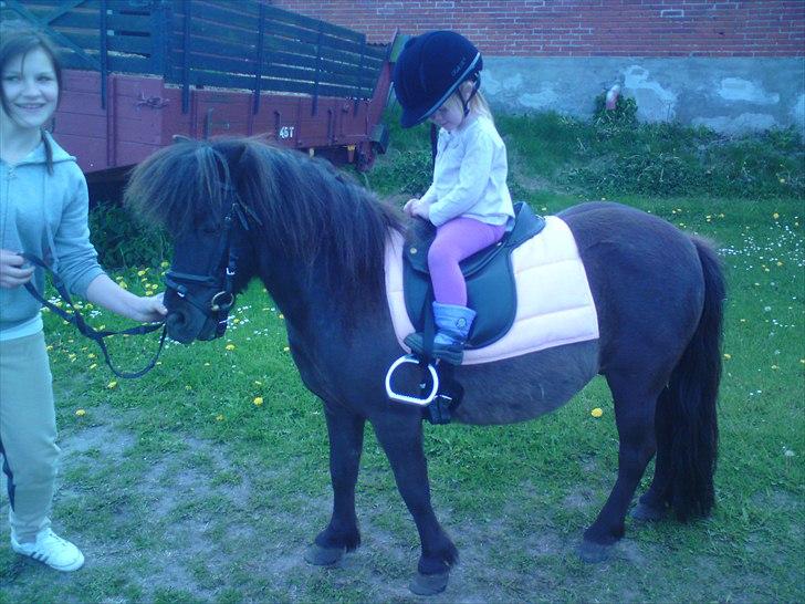 Shetlænder Beauty billede 12