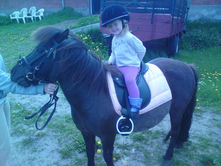 Shetlænder Beauty billede 13