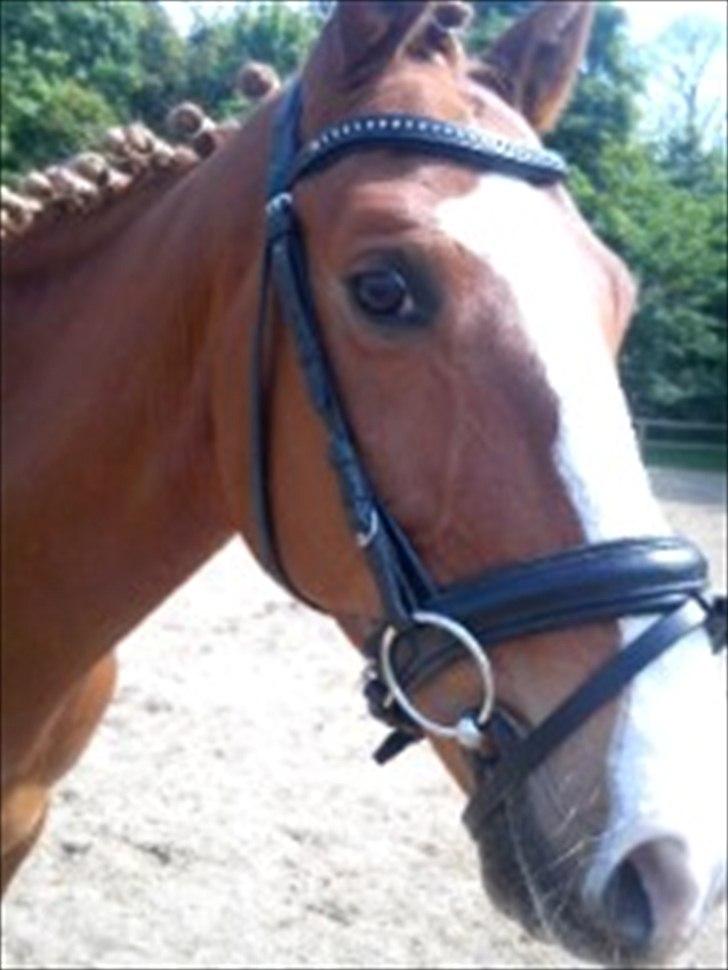 Belgisk varmblod Dublin Van Het billede 10