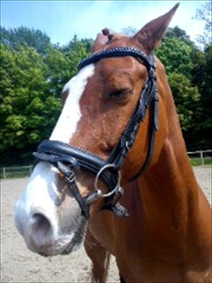 Belgisk varmblod Dublin Van Het billede 11