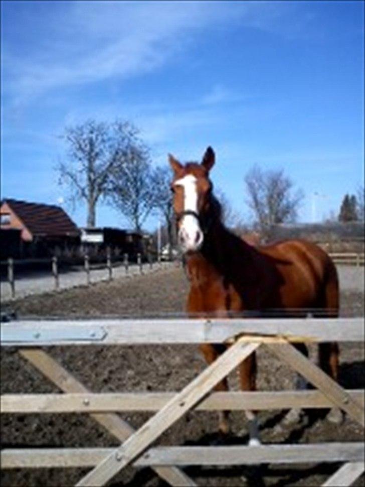 Belgisk varmblod Dublin Van Het billede 12